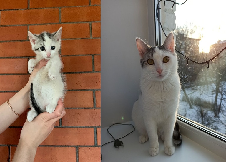 15 фотографий бездомных котов до и после того, как их нашли люди, которые смогли дать им заботу и защиту 47