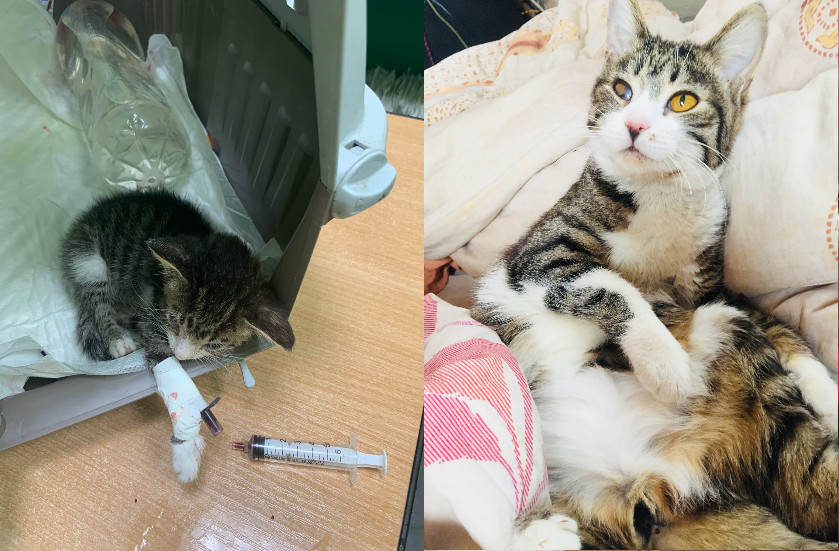 15 фотографий бездомных котов до и после того, как их нашли люди, которые смогли дать им заботу и защиту 49