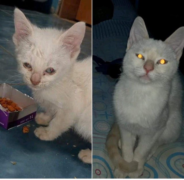 15 фотографий бездомных котов до и после того, как их нашли люди, которые смогли дать им заботу и защиту 51