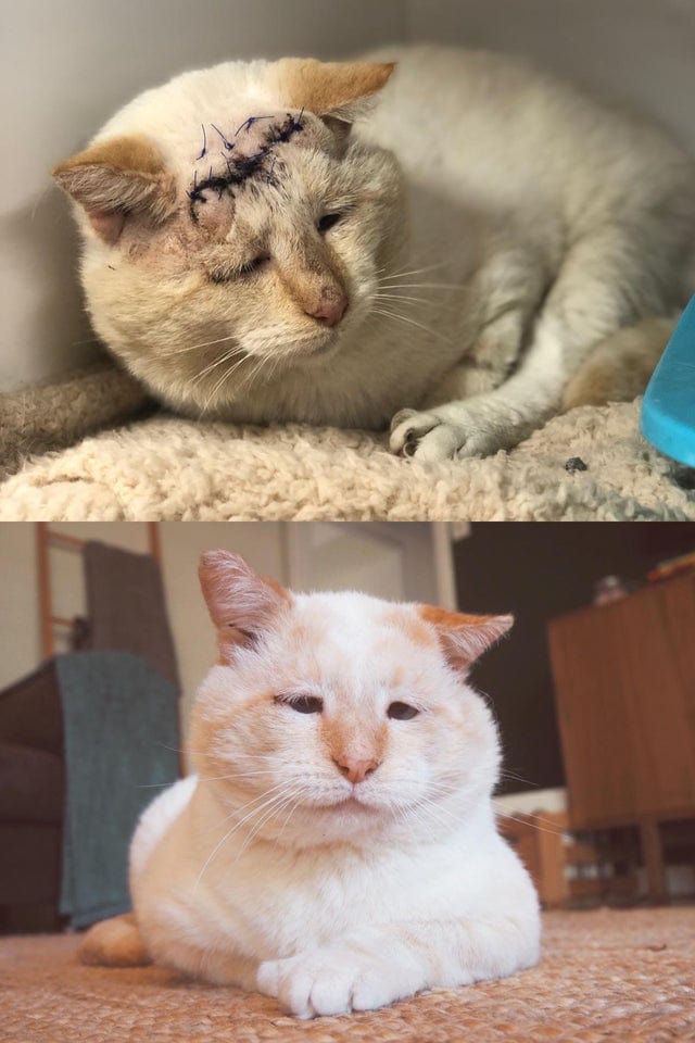 15 фотографий бездомных котов до и после того, как их нашли люди, которые смогли дать им заботу и защиту 54