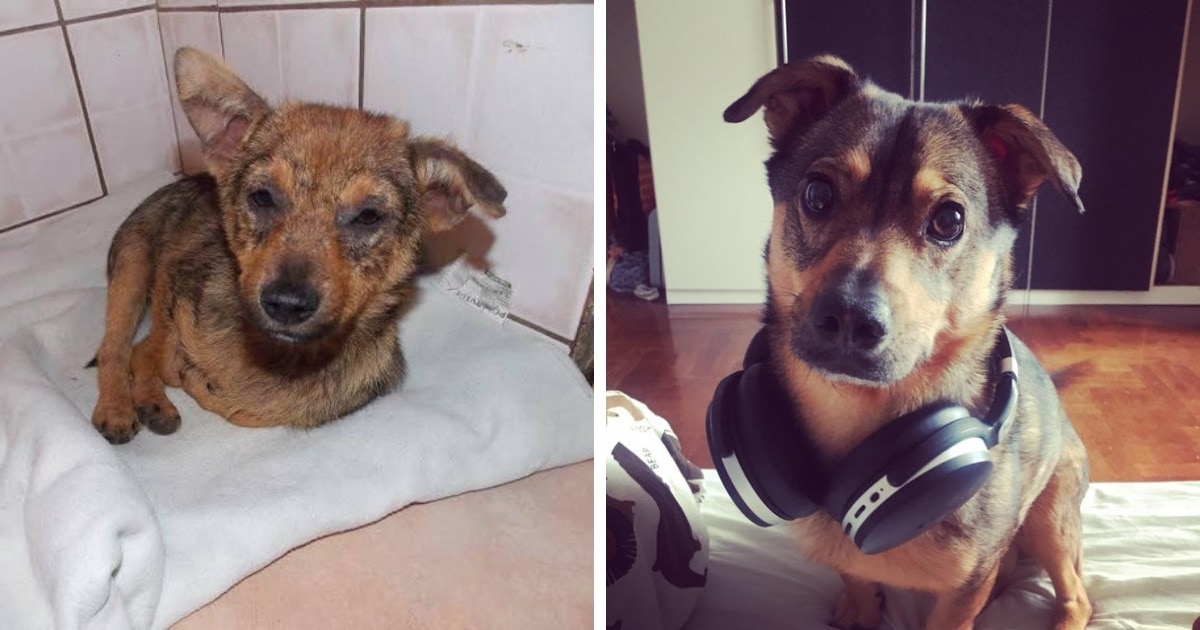 17 трогательных преображений собак, которые перестали быть бездомными и нашли любящие семьи 68