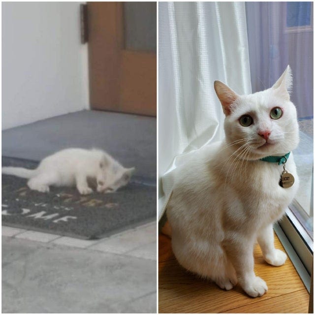 15 фотографий бездомных котов до и после того, как их нашли люди, которые смогли дать им заботу и защиту 58