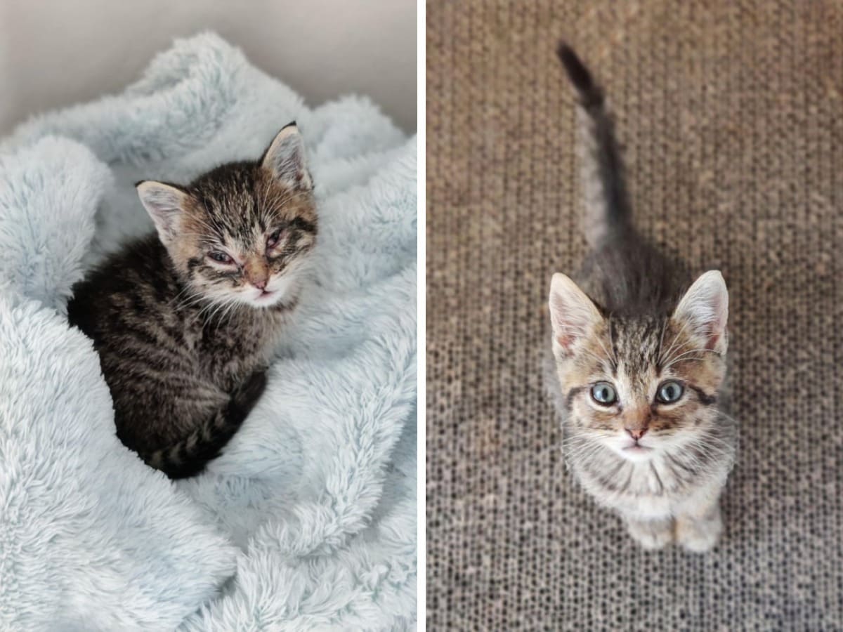 15 фотографий бездомных котов до и после того, как их нашли люди, которые смогли дать им заботу и защиту 60