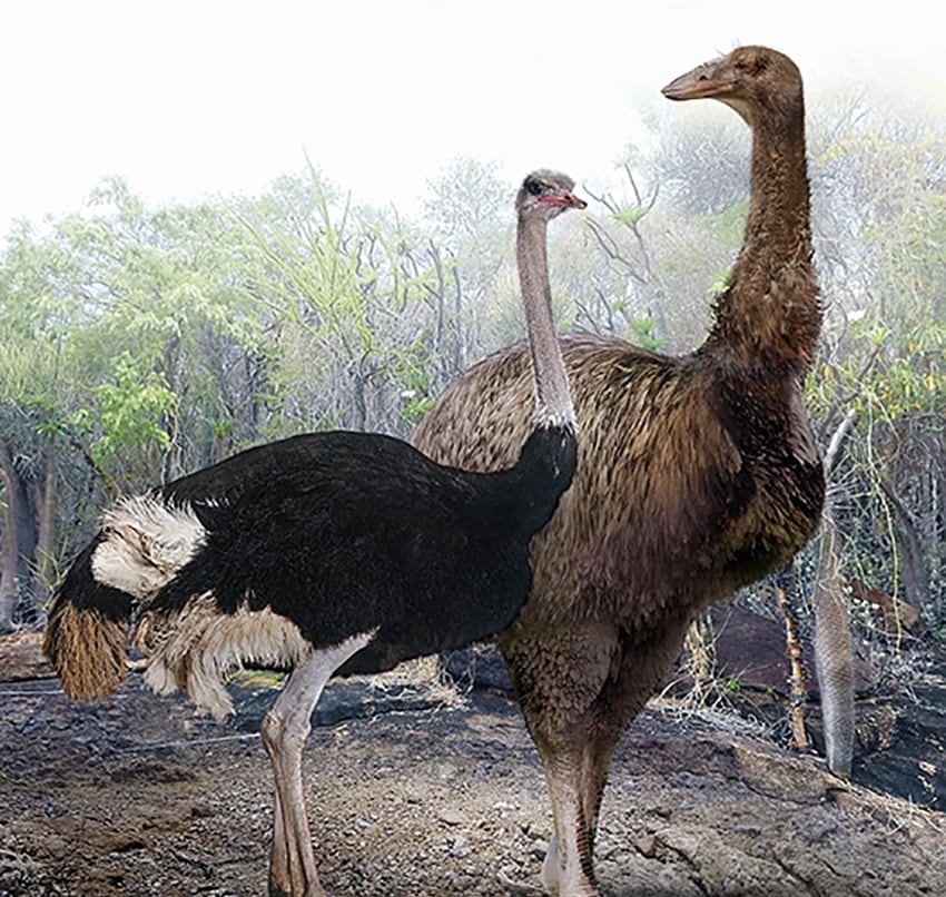 15 наглядных сравнений размеров давно вымерших животных с их современными родственниками 48