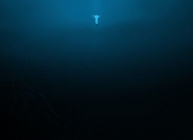 12 фото глубин океана, которые напрочь отобьют желание заниматься дайвингом 37