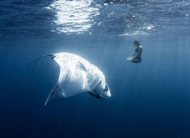 12 фото глубин океана, которые напрочь отобьют желание заниматься дайвингом 42
