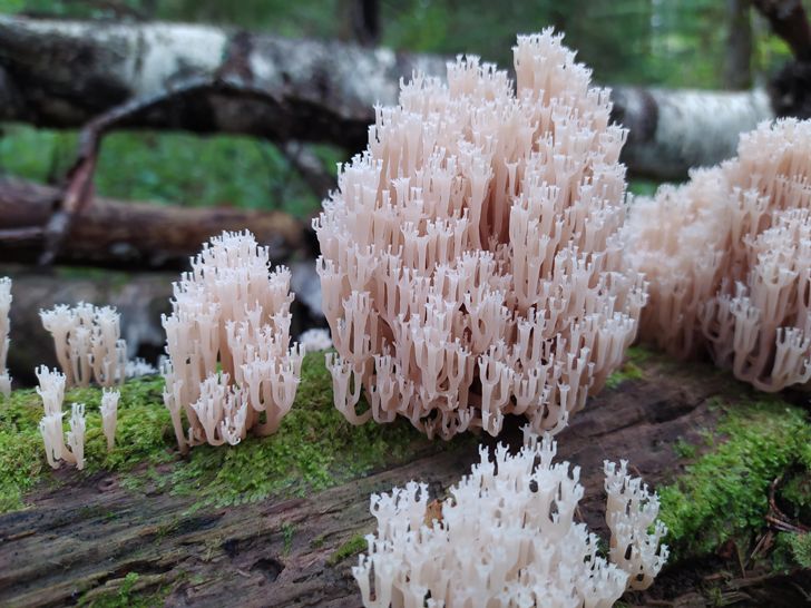 20 фото о том, когда человек пошел в лес за грибами, а обнаружил очень необычные экземпляры грибного царства 77