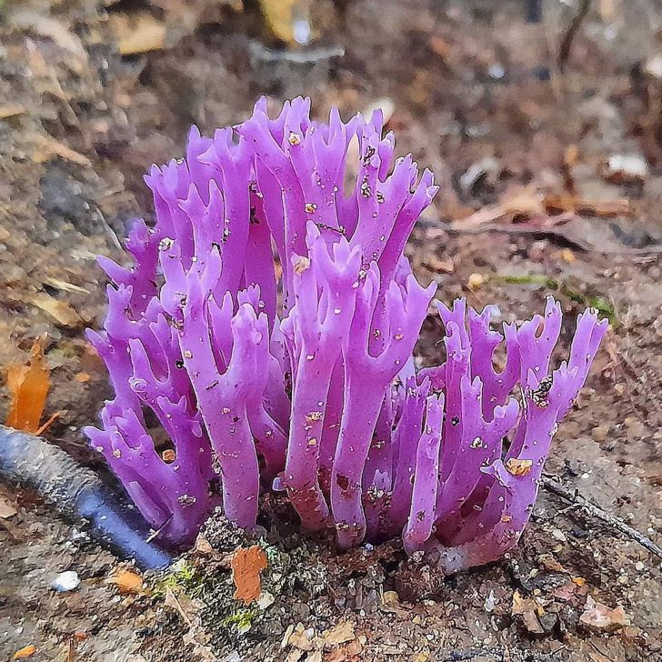 20 фото о том, когда человек пошел в лес за грибами, а обнаружил очень необычные экземпляры грибного царства 78