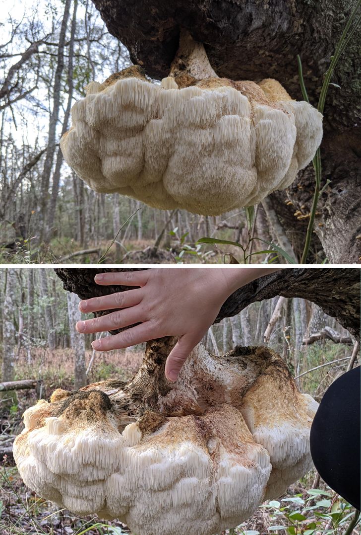 20 фото о том, когда человек пошел в лес за грибами, а обнаружил очень необычные экземпляры грибного царства 79