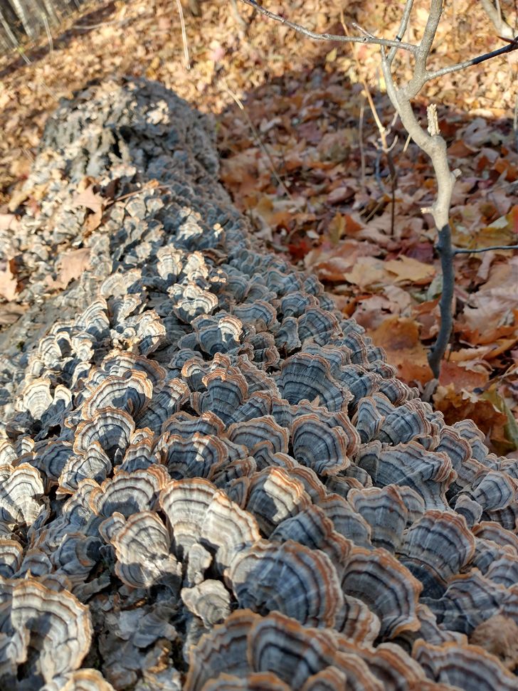 20 фото о том, когда человек пошел в лес за грибами, а обнаружил очень необычные экземпляры грибного царства 80