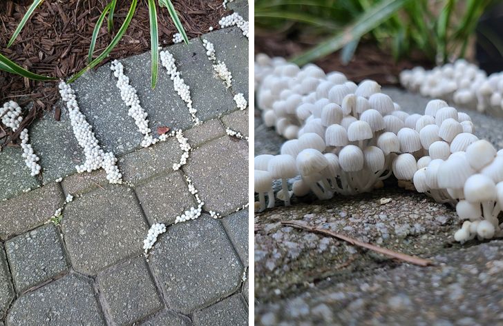 20 фото о том, когда человек пошел в лес за грибами, а обнаружил очень необычные экземпляры грибного царства 81