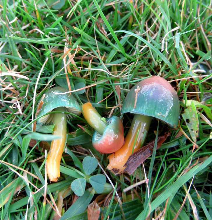 20 фото о том, когда человек пошел в лес за грибами, а обнаружил очень необычные экземпляры грибного царства 83