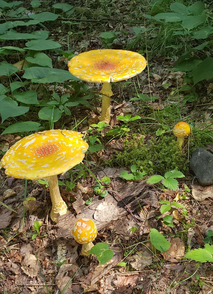 20 фото о том, когда человек пошел в лес за грибами, а обнаружил очень необычные экземпляры грибного царства 84