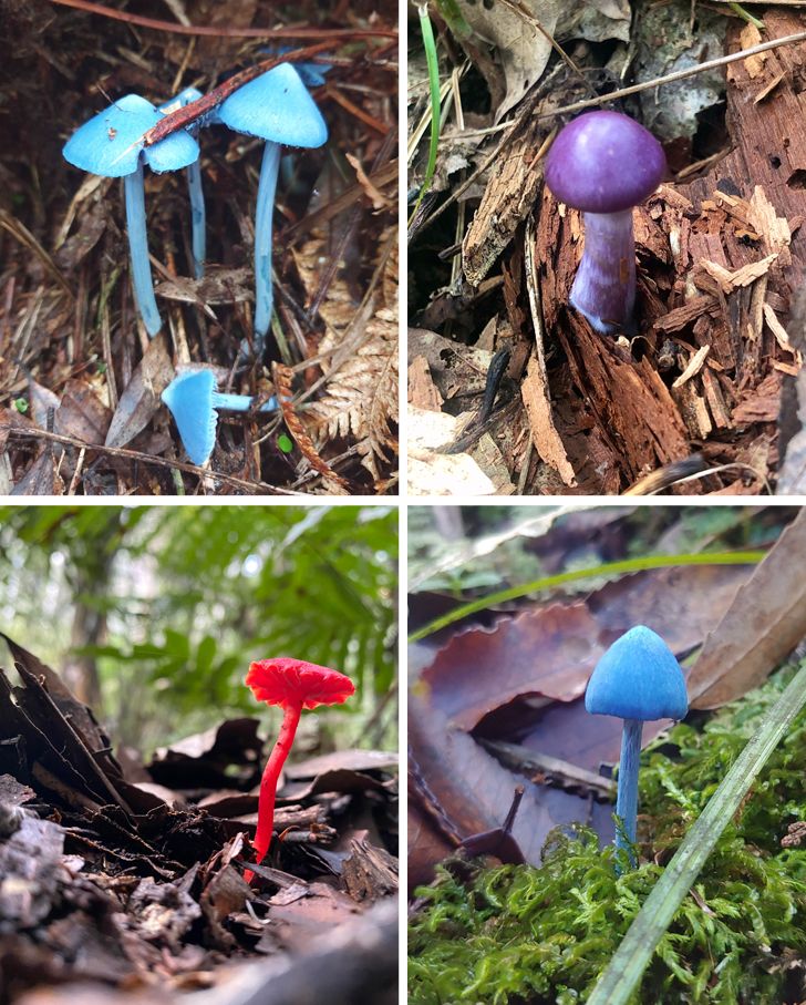 20 фото о том, когда человек пошел в лес за грибами, а обнаружил очень необычные экземпляры грибного царства 86