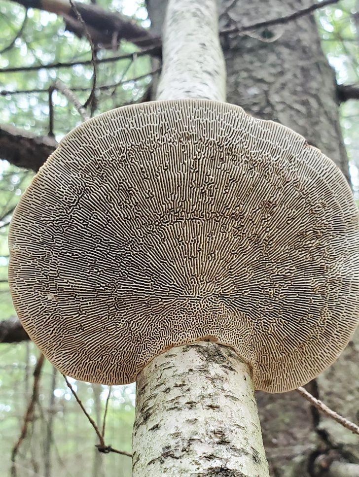 20 фото о том, когда человек пошел в лес за грибами, а обнаружил очень необычные экземпляры грибного царства 87