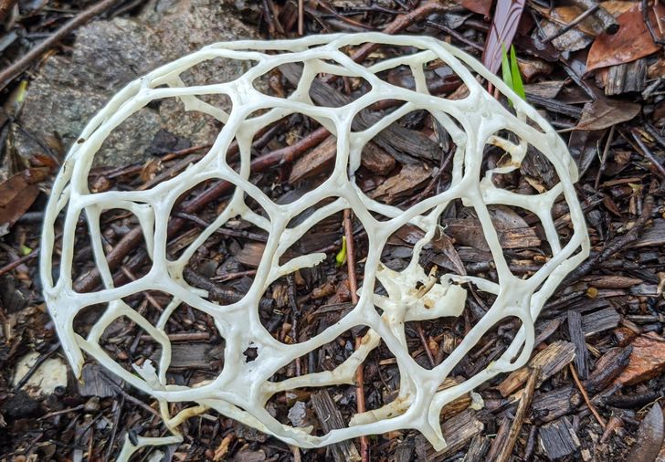 20 фото о том, когда человек пошел в лес за грибами, а обнаружил очень необычные экземпляры грибного царства 67
