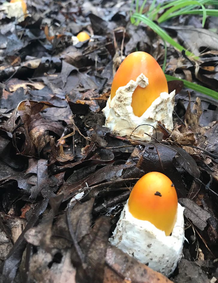 20 фото о том, когда человек пошел в лес за грибами, а обнаружил очень необычные экземпляры грибного царства 68