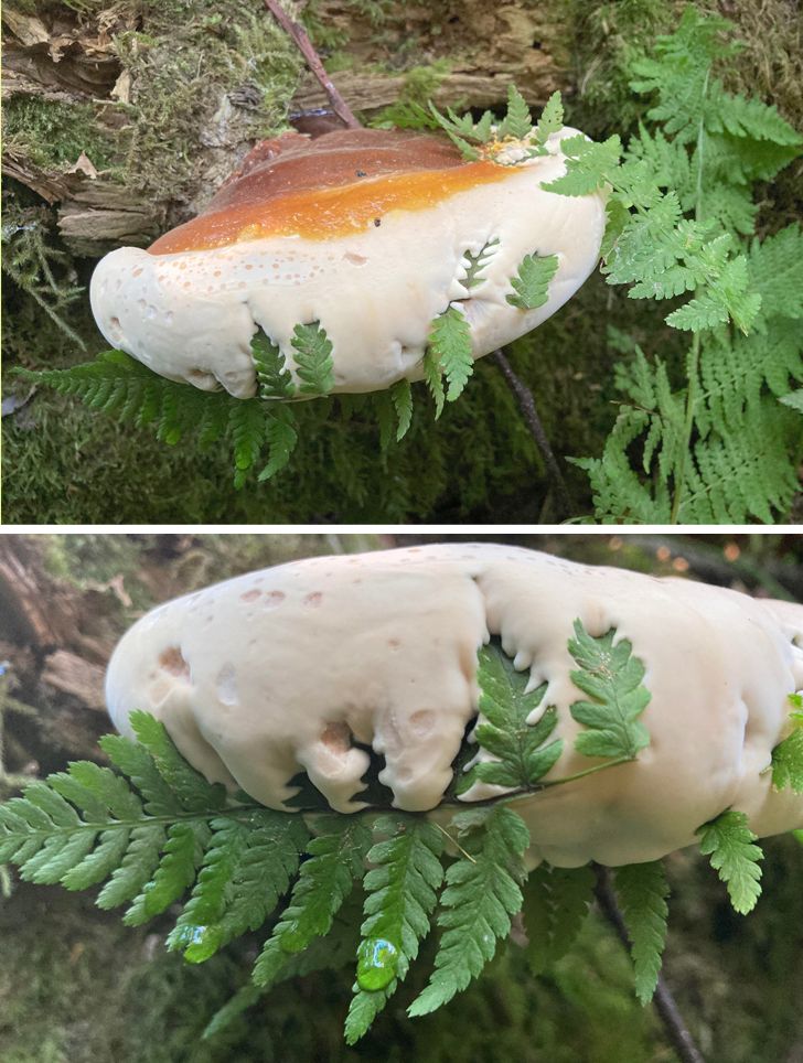 20 фото о том, когда человек пошел в лес за грибами, а обнаружил очень необычные экземпляры грибного царства 70