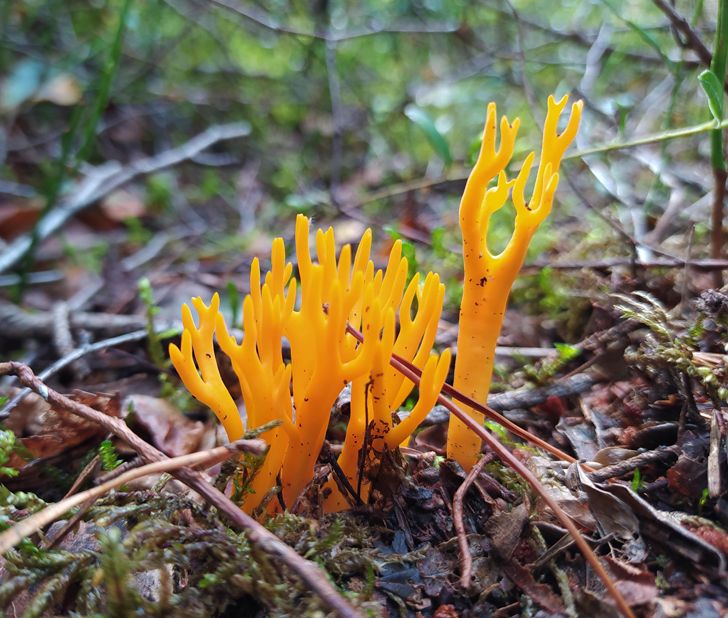 20 фото о том, когда человек пошел в лес за грибами, а обнаружил очень необычные экземпляры грибного царства 71