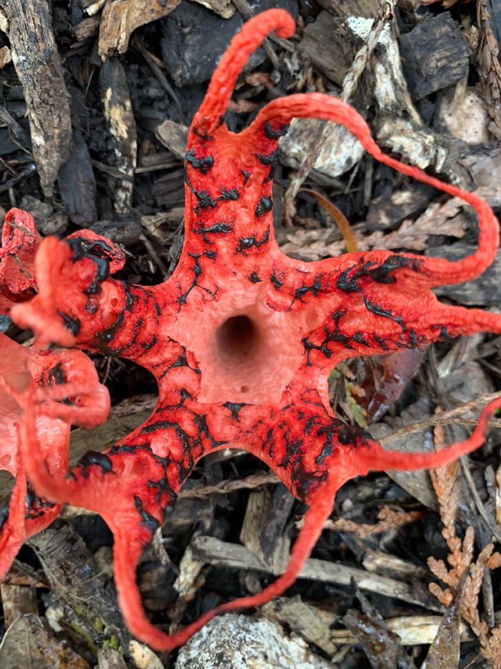 20 фото о том, когда человек пошел в лес за грибами, а обнаружил очень необычные экземпляры грибного царства 73