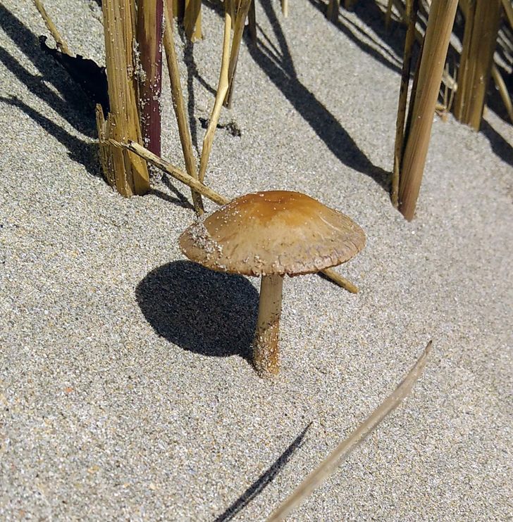 20 фото о том, когда человек пошел в лес за грибами, а обнаружил очень необычные экземпляры грибного царства 74