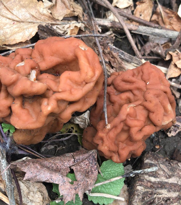 20 фото о том, когда человек пошел в лес за грибами, а обнаружил очень необычные экземпляры грибного царства 75