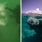17 фотографий подводных объектов, которые способны любого напугать до чёртиков