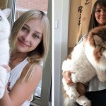 15 снимков котов-великанов, которые живут как члены семьи в домах обычных людей