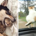 16 забавных фото собак и котов, которые решили забыть о хороших манерах, ведь им можно простить всё