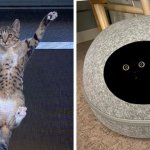 17 милых и забавных фотографий котов, смотреть на которых можно без причин, запретов и дополнительных поводов