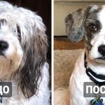 16 собак, которые так сильно изменились после стрижки, что хозяева не сразу признали в них своих любимцев