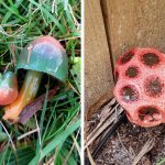 20 фото о том, когда человек пошел в лес за грибами, а обнаружил очень необычные экземпляры грибного царства