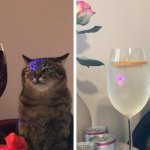 Кот Степан грустит под музыку и глядит на коктейль. И он уже стал символом всех тех, кто скучает на вечеринках