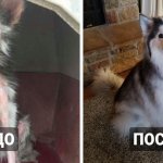 17 трогательных преображений собак, которые перестали быть бездомными и нашли любящие семьи