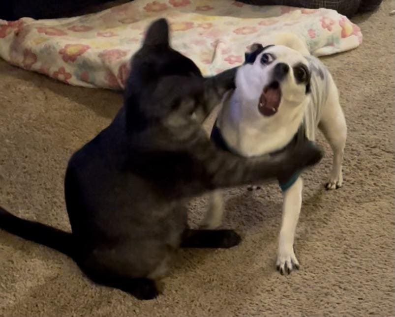17 забавных фото котов и собак, чьи чувства и эмоции явно написаны на мордочках 52