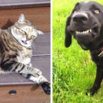 15 забавных снимков собак и котов, которые забыли включить режим фотогеничности и всех повеселили