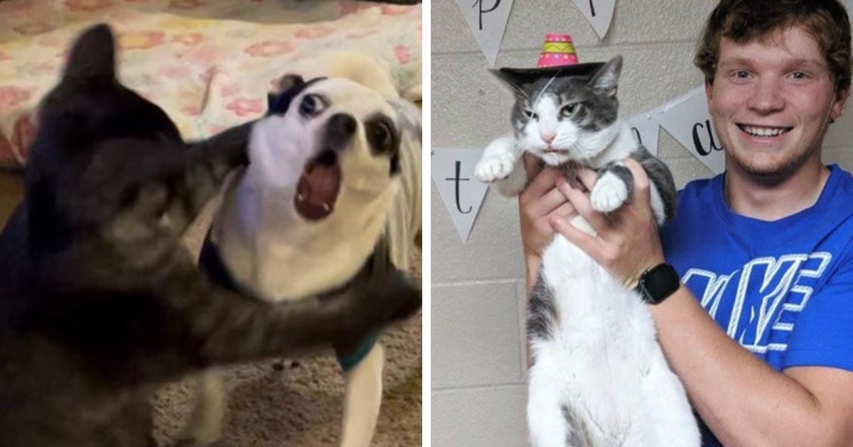 17 забавных фото котов и собак, чьи чувства и эмоции явно написаны на  мордочках