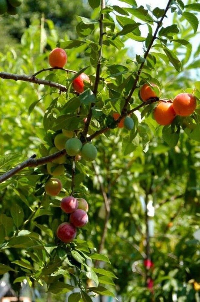 Уникальное дерево, на котором растет 40 видов фруктов! 17