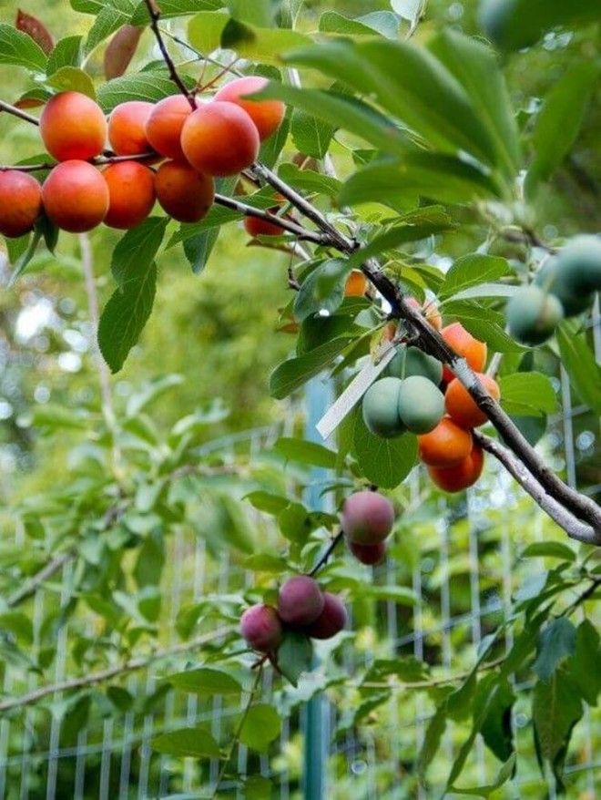 Уникальное дерево, на котором растет 40 видов фруктов! 19