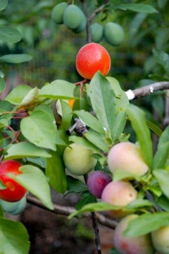 Уникальное дерево, на котором растет 40 видов фруктов! 20