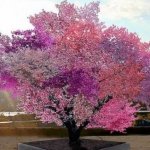 Уникальное дерево, на котором растет 40 видов фруктов!