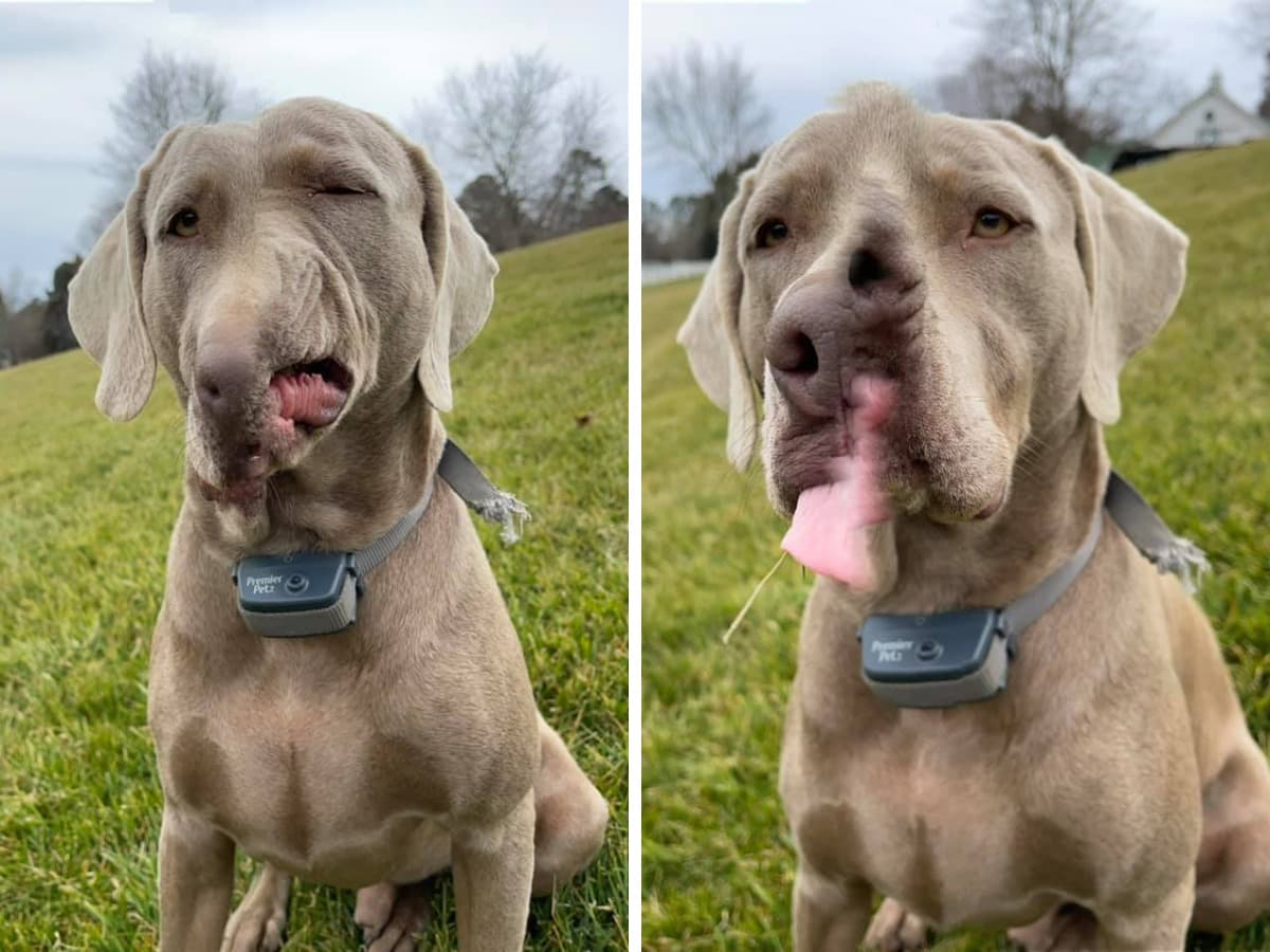 16 забавных фотографий, которые доказывают, что панорамная съёмка и собаки — не самое лучшее сочетание 58