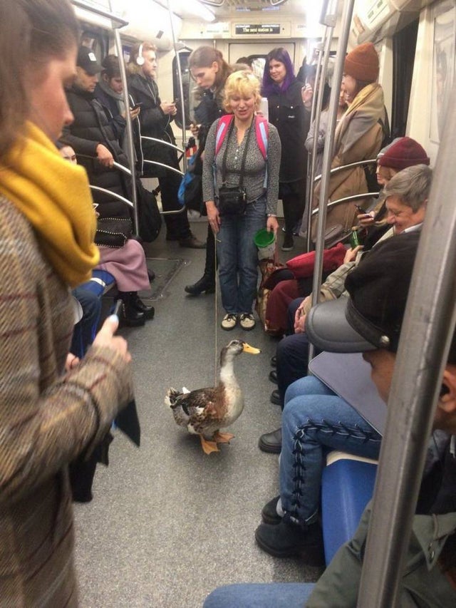 15 забавных фотографий, которые доказывают, что в метро можно встретить что угодно и кого угодно 55