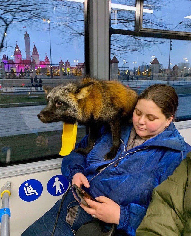 15 забавных фотографий, которые доказывают, что в метро можно встретить что угодно и кого угодно 59