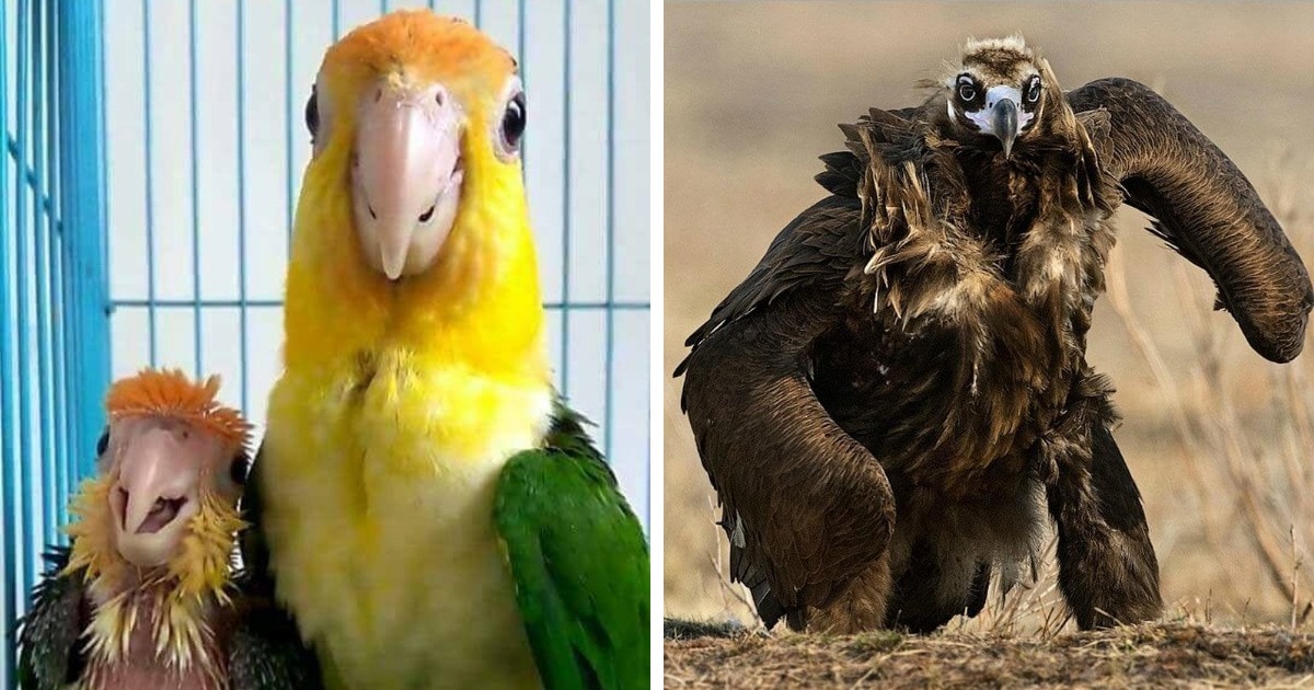 15 смешных и харизматичных птиц, которые залетели в кадр, чтобы сделать вас своими поклонниками