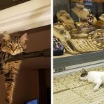 16 фото, которые доказывают, что у котов всегда есть своё представление об идеальном месте для отдыха