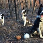 Как при помощи трёх собак и теннисного мячика восстановить сгоревший лес