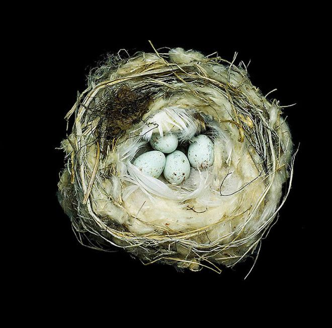 25 удивительных снимков! Шедевры природной архитектуры — птичьи гнезда 48