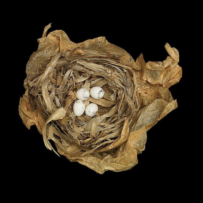 25 удивительных снимков! Шедевры природной архитектуры — птичьи гнезда 49