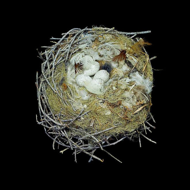 25 удивительных снимков! Шедевры природной архитектуры — птичьи гнезда 50